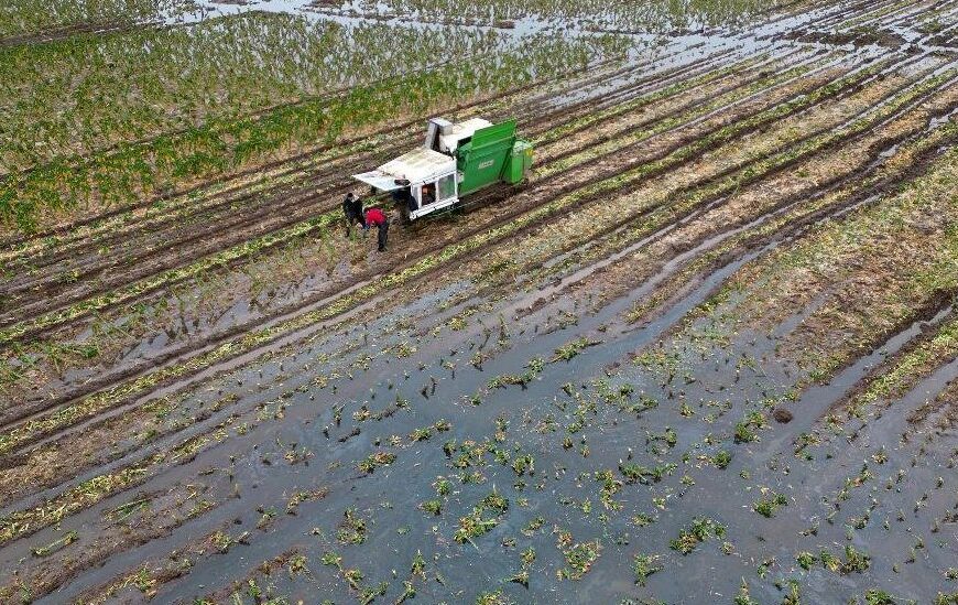 U.K. Farmers Sound the Alarm as Climate Risks Threaten Agriculture