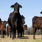U.S. and Mexico Resume Cattle Trade After Years of Restrictions