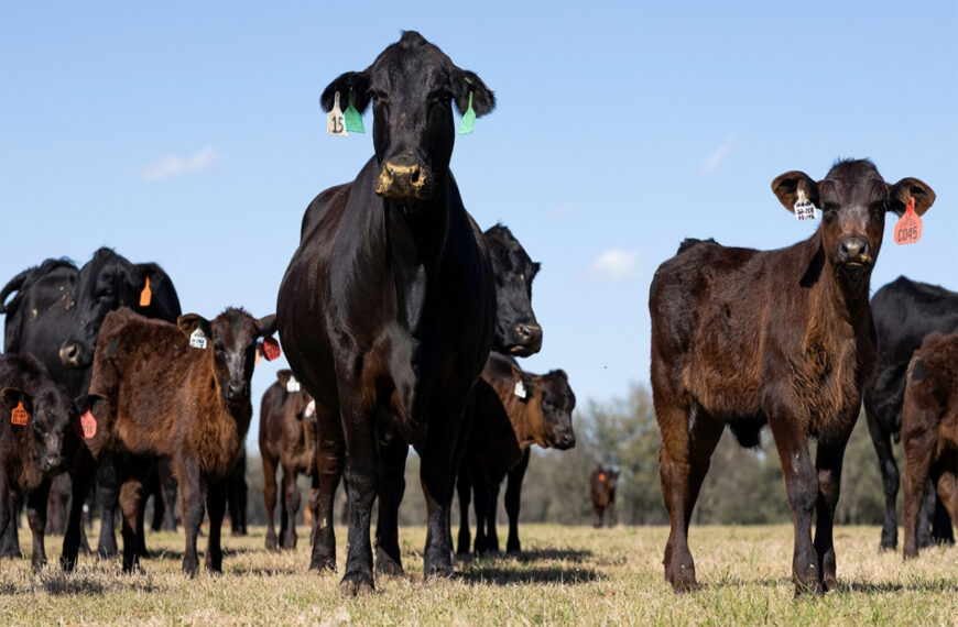 U.S. and Mexico Resume Cattle Trade After Years of Restrictions