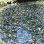 Fish Pond Care in Monsoon: Why Lime and Cow Dung Are Essential