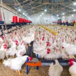 U.S. Poultry Producers Gain Market Access in Namibia, Opening New Trade Opportunities
