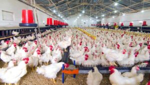 U.S. Poultry Producers Gain Market Access in Namibia,…