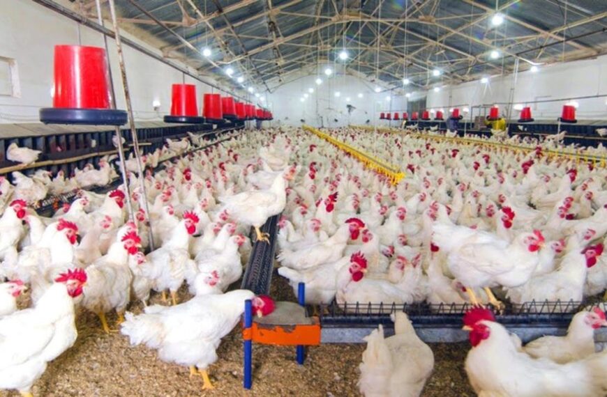 U.S. Poultry Producers Gain Market Access in Namibia, Opening New Trade Opportunities