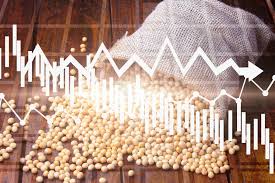 Corn and Soybean Prices Decline Sharply as Bearish Trends Grip Global Markets