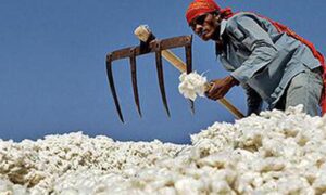 India Extends Cotton Import Duty Exemption Amid Farmer&hellip;
