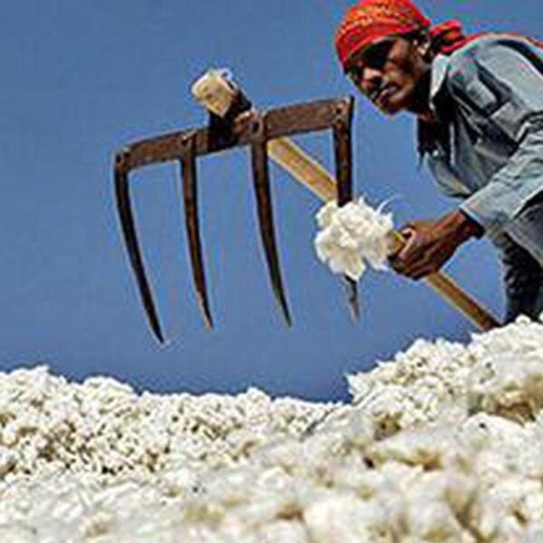 India Extends Cotton Import Duty Exemption Amid Farmer&hellip;