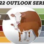 Bullish Outlook for U.S. Beef Compared to Grains