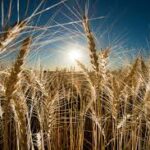 Australia Targets Higher Agricultural Productivity to Strengthen Food Security