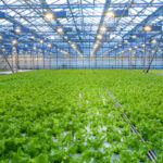 Saudi Greenhouse Technology Boosts Bahrain’s Vegetable Production