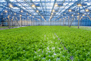 Saudi Greenhouse Technology Boosts Bahrain’s Vegetable Production