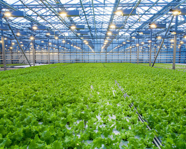Saudi Greenhouse Technology Boosts Bahrain’s Vegetable Production