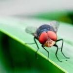 Texas Steps Up Screwworm Prevention Measures