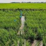 Smart Rice Innovations Transform Farming in Africa