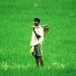Government Ensures Cost-Reflective Minimum Support Prices for Farmers