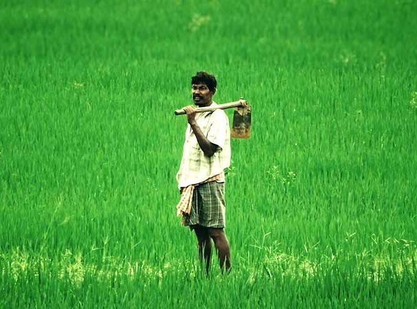 Government Ensures Cost-Reflective Minimum Support Prices for Farmers