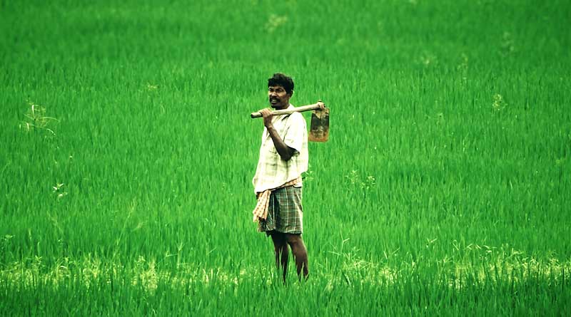 Government Ensures Cost-Reflective Minimum Support Prices for Farmers