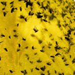 USDA Earmarks $750M for Texas Plant to Combat Screwworms