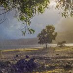 India’s Monsoon Outlook Promises Boost to Farm Sector