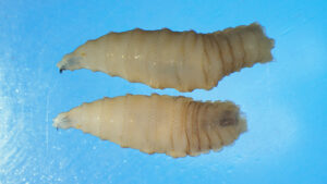 No Risk from Human Screwworm Case — USDA