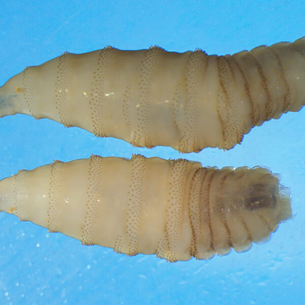 No Risk from Human Screwworm Case — USDA
