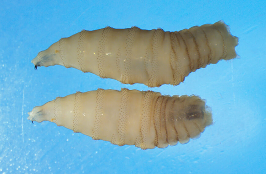 No Risk from Human Screwworm Case — USDA