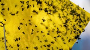 USDA Earmarks $750M for Texas Plant to Combat&hellip;