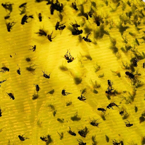 USDA Earmarks $750M for Texas Plant to Combat&hellip;