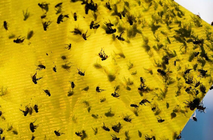 USDA Earmarks $750M for Texas&hellip;