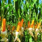 Record Maize Production Reported in Rangpur Region