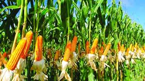 Record Maize Production Reported in Rangpur Region