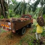 Malaysian Agriexport Plans Amid EU Deforestation Rules