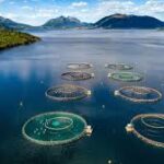 Taiwan Launches AI System to Boost Aquaculture Sector