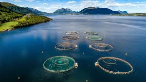 Taiwan Launches AI System to Boost Aquaculture Sector
