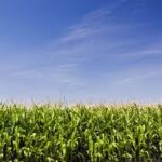 Strong Crop Potential Seen in Nebraska Soybeans and Indiana Corn