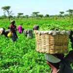 Nigeria: No Fertilizer Crisis, Says Agriculture Secretary