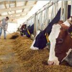 India Strengthens Dairy Sector with Rising Milk Production and Supportive Schemes