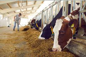 India Strengthens Dairy Sector with Rising Milk Production and Supportive Schemes