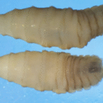 USDA Unveils Major Plan to Eradicate Screwworm