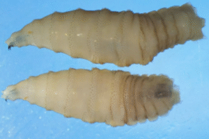 USDA Unveils Major Plan to Eradicate Screwworm