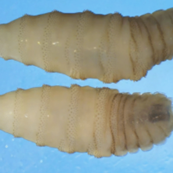 USDA Unveils Major Plan to Eradicate Screwworm