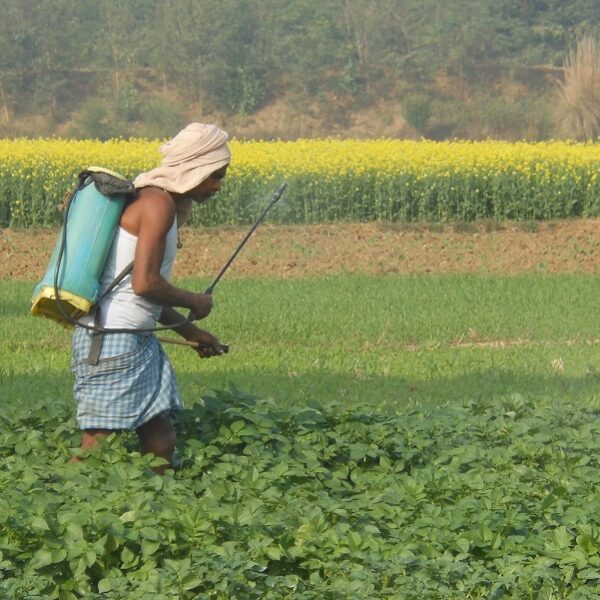 India’s Rajasthan Farmers Protesting Nano-Urea Mandate