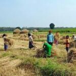 Kharif Sowing Gains Strong Momentum Across India: 1096.65 Lakh Hectares Covered So Far
