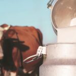 India’s Rashtriya Gokul Mission Boosts Indigenous Cattle Breeding and Milk Productivity