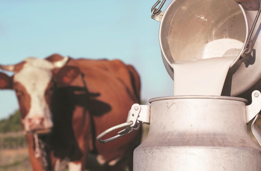 India’s Rashtriya Gokul Mission Boosts Indigenous Cattle Breeding and Milk Productivity