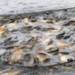 India Modernizes Fisheries Sector with PMMSY, Digital Tools, and Climate-Resilient Villages