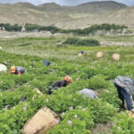 Collective Potato Farming Gains Momentum in Mustang, Nepal