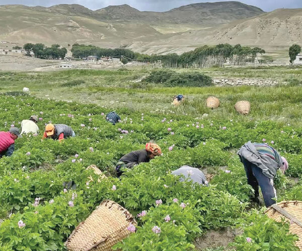 Collective Potato Farming Gains Momentum in Mustang, Nepal