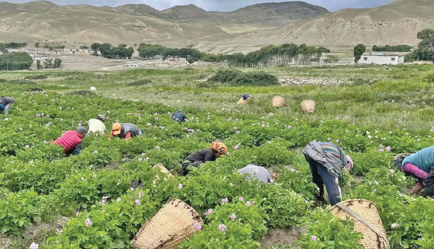 Collective Potato Farming Gains Momentum in Mustang, Nepal