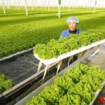 Smart Farm in Zhejiang Automates Vegetable Planting and Harvest