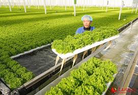Smart Farm in Zhejiang Automates Vegetable Planting and&hellip;